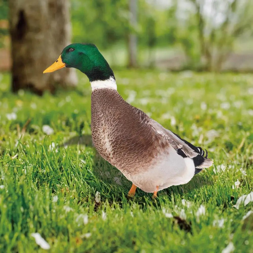 Outdoor Duck Decoration - TRENDVYO