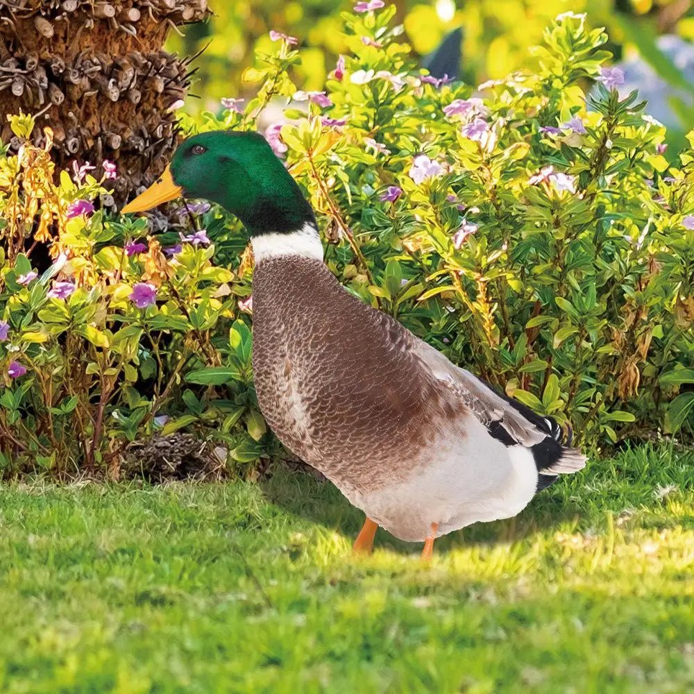 Outdoor Duck Decoration - TRENDVYO