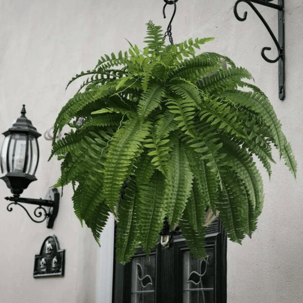 UV Resistant Lifelike Artificial Boston Fern - TRENDVYO