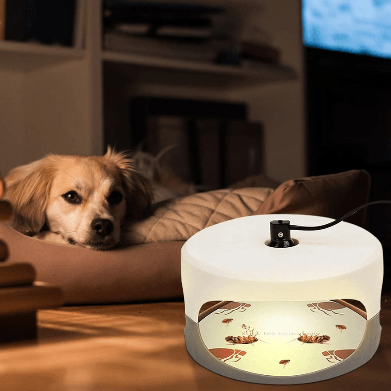 Indoor Bed Bug Trap - TRENDVYO